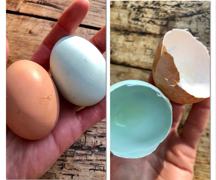 oeuf bleu - découvertes - à la bonne tambouille - Crédit photo : Élodie Berchotteau